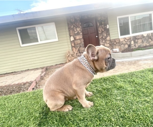 Medium Photo #9 French Bulldog Puppy For Sale in PORTLAND, OR, USA