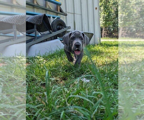 Medium Photo #11 Great Dane Puppy For Sale in WALNUT GROVE, MO, USA