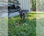 Small #10 Great Dane