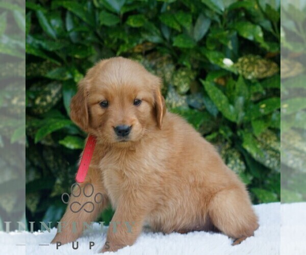 Medium Photo #3 Golden Retriever Puppy For Sale in NEW HOLLAND, PA, USA