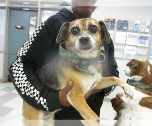 Chiweenie Dogs for adoption in Oklahoma City, OK, USA