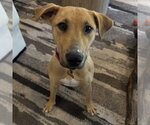 Small Labrador Retriever Mix