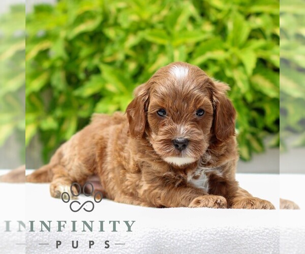 Medium Photo #3 Cavapoo Puppy For Sale in NARVON, PA, USA