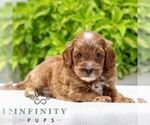 Small #2 Cavapoo