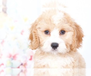 Cavapoo Puppy for sale in BEL AIR, MD, USA