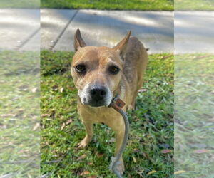 Paco - Male Chihuahua-Unknown Mix Dog for Adoption - Photo #4