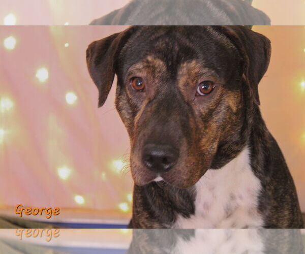 Medium Photo #5 Mutt Puppy For Sale in Crandall, GA, USA