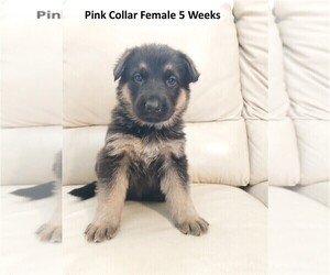 German Shepherd Dog Puppy for sale in BUSHNELL, FL, USA