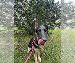 Small German Shepherd Dog