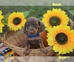 Puppy Henry Dachshund