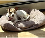 Small Photo #3 Chihuahua-Unknown Mix Puppy For Sale in Wakefield, RI, USA