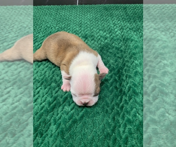 Medium Photo #9 Boston Terrier Puppy For Sale in TULARE, CA, USA