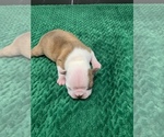 Small Photo #82 Boston Terrier Puppy For Sale in TULARE, CA, USA