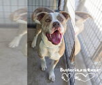 Small #1 American Pit Bull Terrier