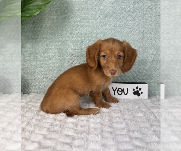 Medium Photo #9 Dachshund Puppy For Sale in FRANKLIN, IN, USA