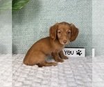 Small #8 Dachshund