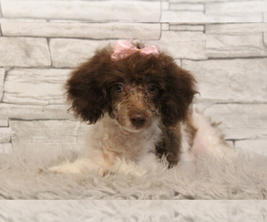 Poodle (Miniature) Puppy for sale in HUGHESVILLE, MO, USA