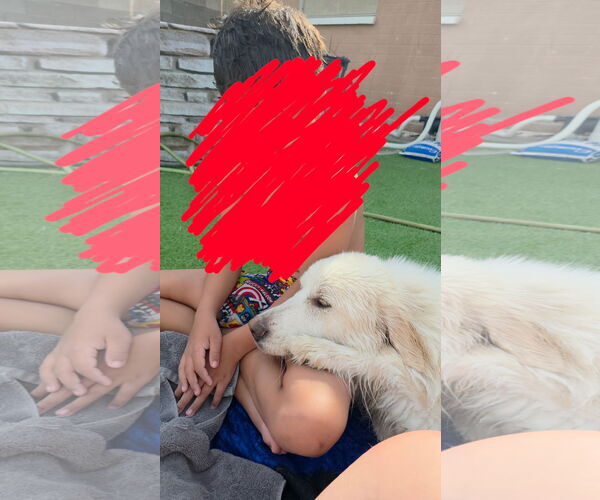 Medium Photo #5 Great Pyrenees Puppy For Sale in Goodyear, AZ, USA