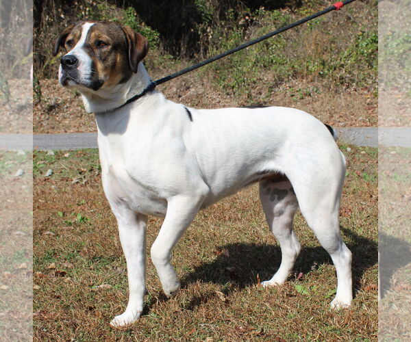 Medium Photo #2 Boxer-Mastiff Mix Puppy For Sale in Prattville, AL, USA