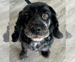 Small #4 Cocker Spaniel