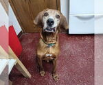 Small #14 Coonhound
