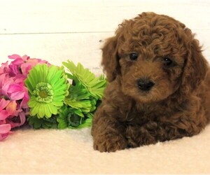 Goldendoodle (Miniature) Puppy for sale in HANCOCK, MN, USA