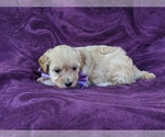 Small Photo #5 Maltipoo Puppy For Sale in ATGLEN, PA, USA