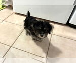 Small #2 Mutt