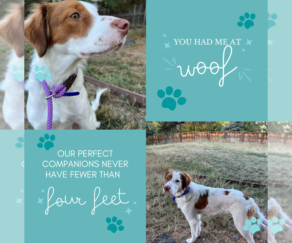 Medium Photo #5 Brittany Puppy For Sale in Curwensville, PA, USA