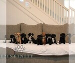 Small #1 French Bulldog-Goldendoodle Mix