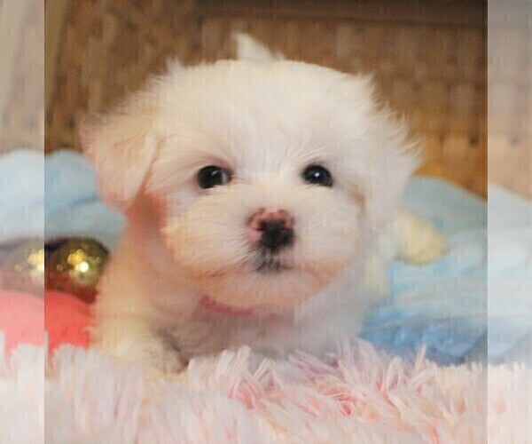 Medium Photo #1 Maltese Puppy For Sale in KERMIT, WV, USA