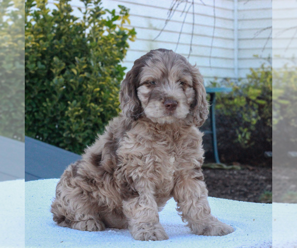 Medium Photo #1 English Springer Spaniel-Poodle (Miniature) Mix Puppy For Sale in GAP, PA, USA