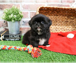 Small #3 Shih Tzu