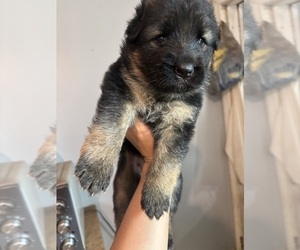 German Shepherd Dog Litter for sale in WARNER ROBINS, GA, USA