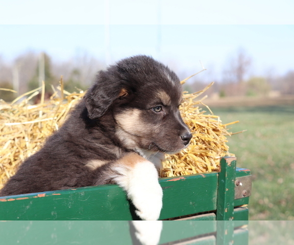Full screen Photo #4 Australian Shepherd Puppy For Sale in SHILOH, OH, USA