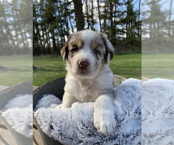 Medium Photo #1 Australian Shepherd Puppy For Sale in GREENBUSH, MN, USA