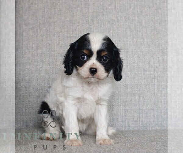 Medium Photo #4 Cavalier King Charles Spaniel Puppy For Sale in NARVON, PA, USA