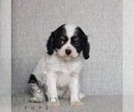 Small #3 Cavalier King Charles Spaniel