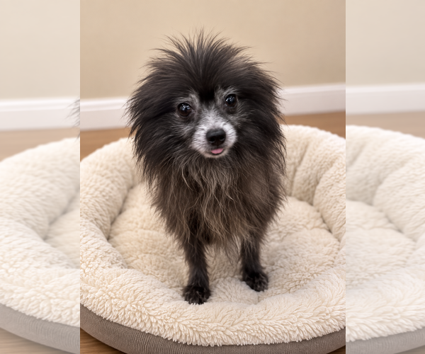 Medium Photo #2 Pomeranian Puppy For Sale in Sanford, FL, USA