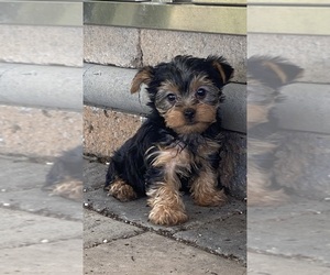 Yorkshire Terrier Puppy for sale in CANOGA, NY, USA