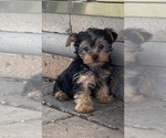 Image preview for Ad Listing. Nickname: Yogi