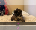 Small Photo #1 Shih Tzu Puppy For Sale in MENDENHALL, MS, USA