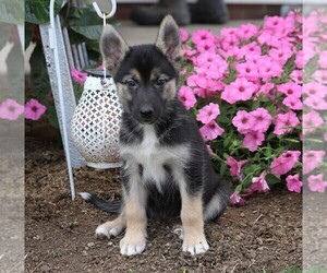 German Shepherd Dog-Siberian Husky Mix Puppy for sale in FREDERICKSBG, OH, USA