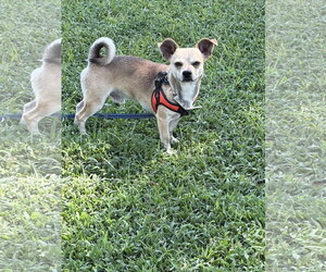 Chihuahua-Unknown Mix Dogs for adoption in Topeka, KS, USA