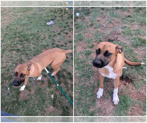 Medium Photo #4 Boxer-German Shepherd Dog Mix Puppy For Sale in Chandler, AZ, USA