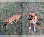 Small #3 Boxer-German Shepherd Dog Mix