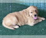 Small #2 English Cream Golden Retriever