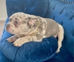 Small Photo #7 French Bulldog Puppy For Sale in STOCKTON, CA, USA