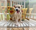 Small #13 Lab-Pointer