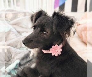 Chihuahua-Unknown Mix Dogs for adoption in Oakley, CA, USA